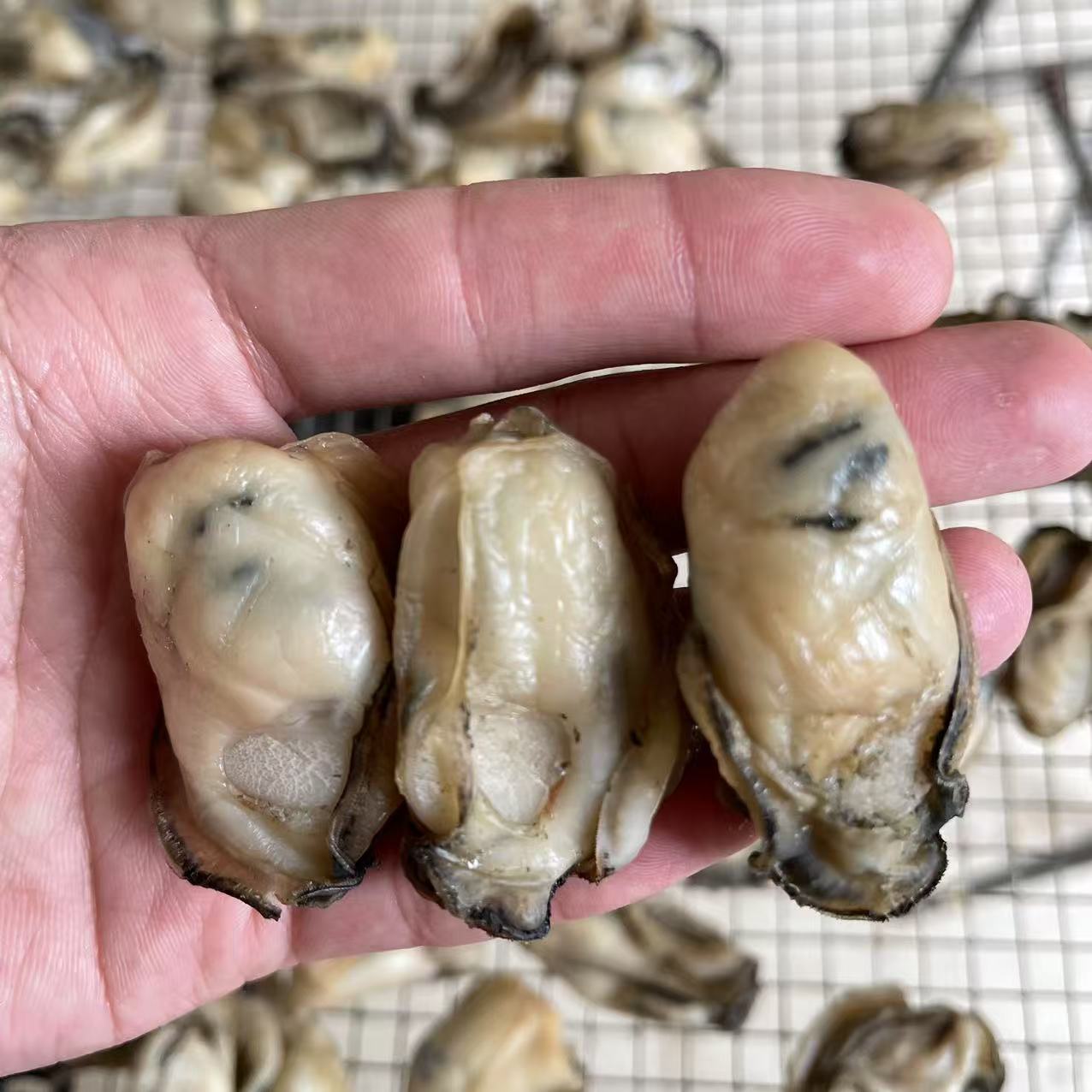 台山特产生晒金蚝50头新鲜生晒半干