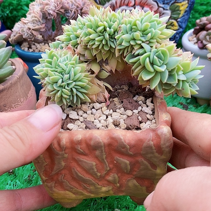 三色堇缀化整无砍多肉