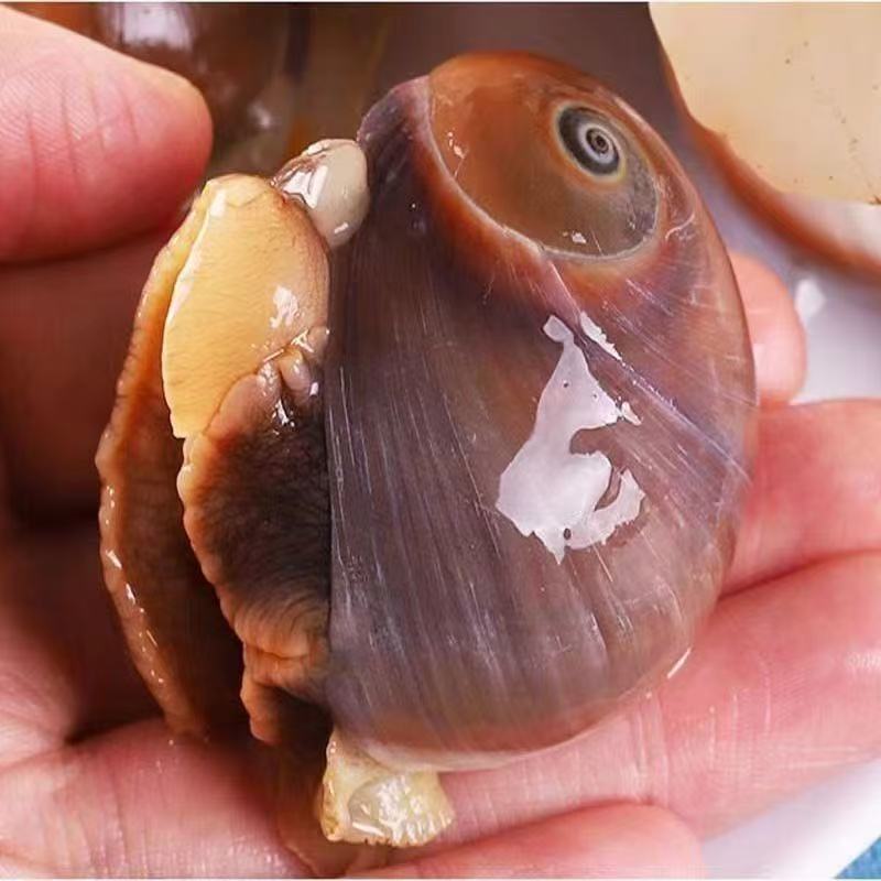 东港当地小船香螺 8-12头/斤 猫眼螺  90无沙%  鲜活发保鲜不保活