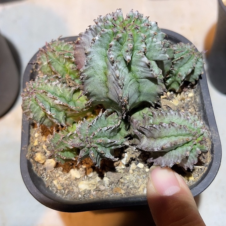 满38包邮2天凑单，脱土晾根发货多肉植物魁伟玉