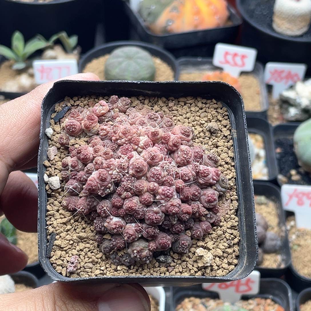 大尤粉肌高沙 仙人球多肉