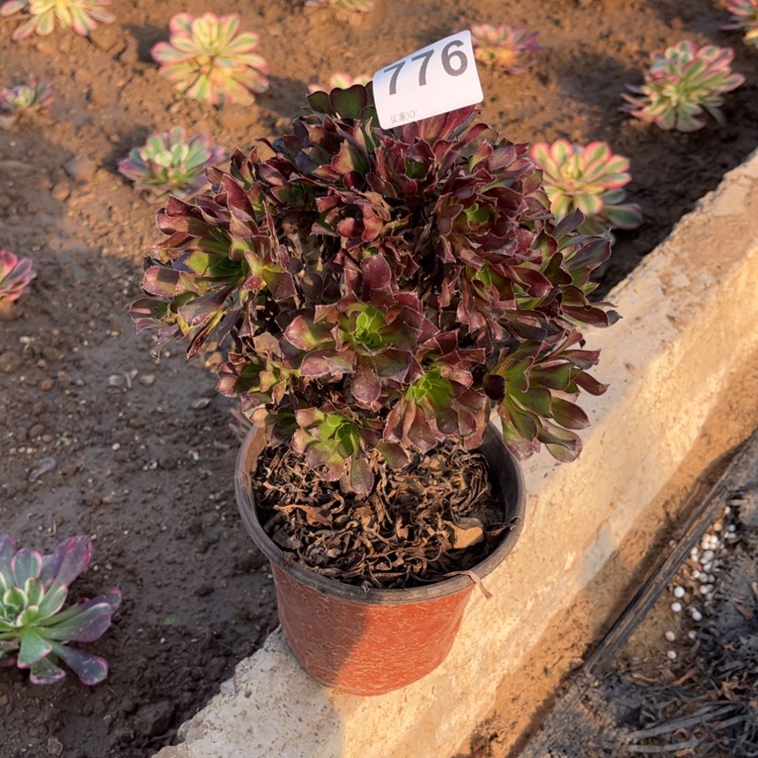 黑法师776不包断枝