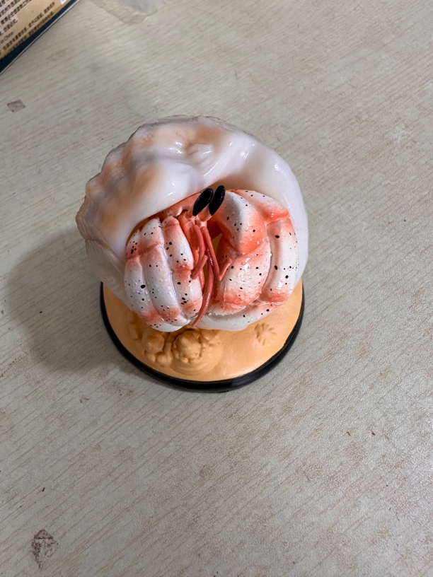 陆生寄居蟹宠物活体好养易活桌面萌宠淡水观赏蟹（主图展示品）