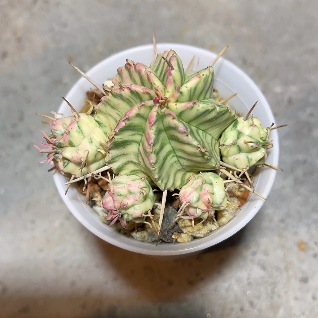 斑马大戟锦一物一拍