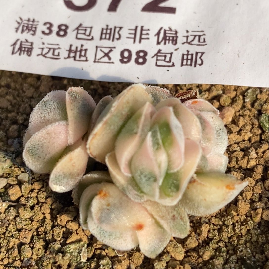 572龙宫城锦五头群生