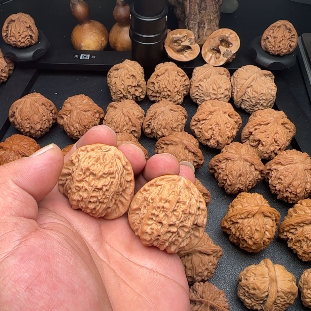 42尺白狮子微黄尖