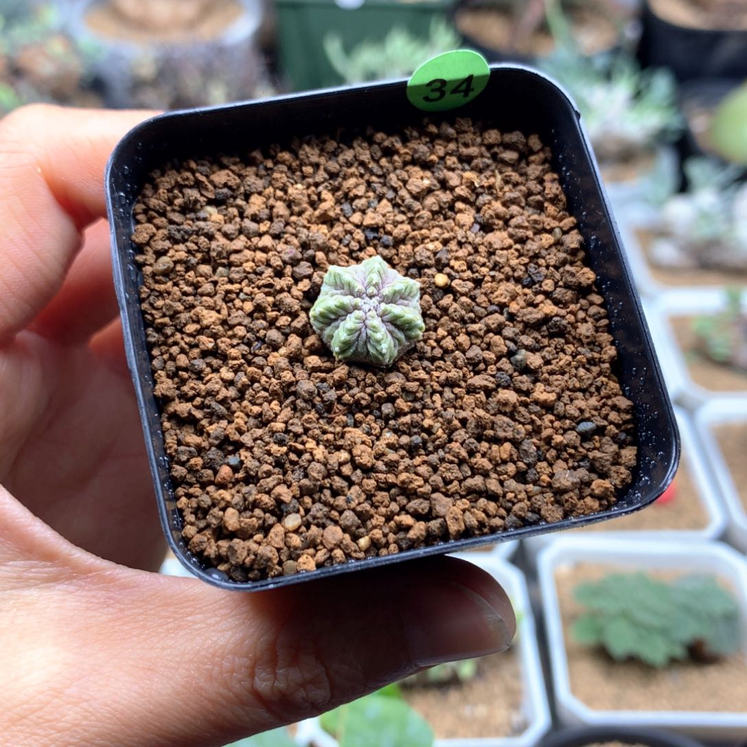 实生九年老花笼1.3cm仙人球