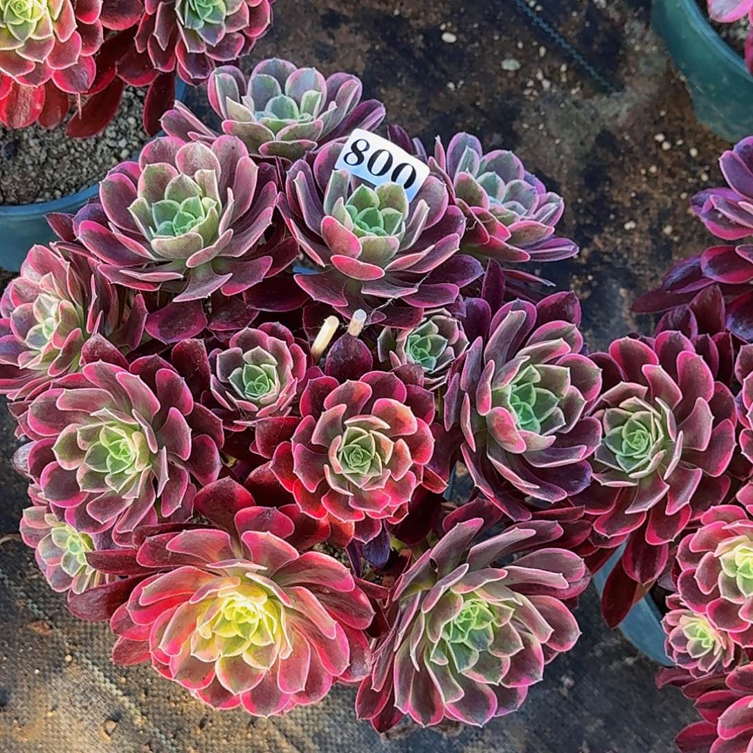 800金丝雀丛林嫩桩多肉植物