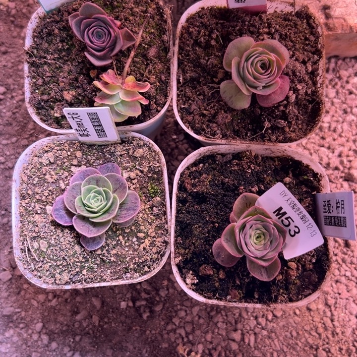 苗苗5颗补差价山地玫瑰53