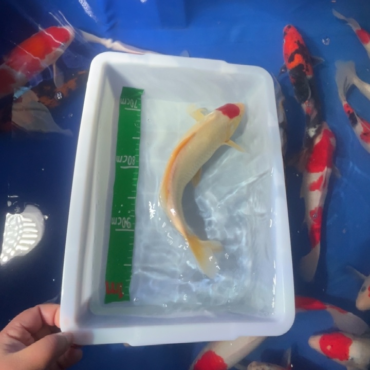 锦鲤锦鲤红白丹顶