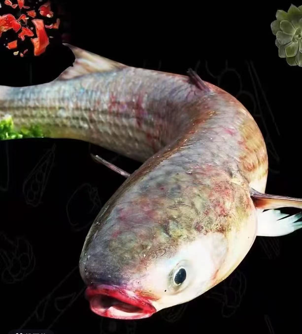 新鲜海捕  海枝鱼 鲜活速冻 2-3斤/条 到手2条 去内脏 冷链发货