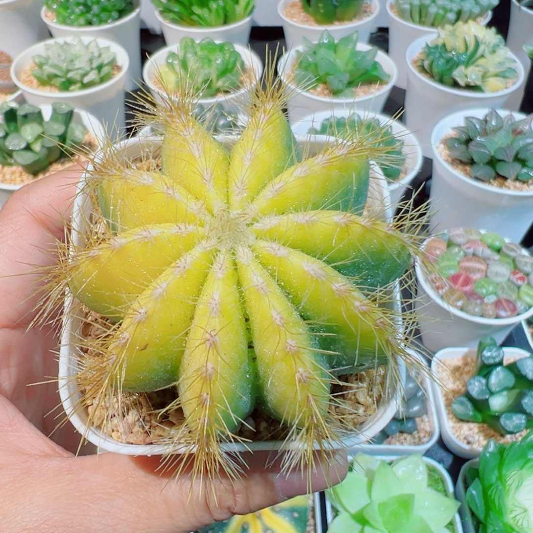 银光锦仙人球多肉