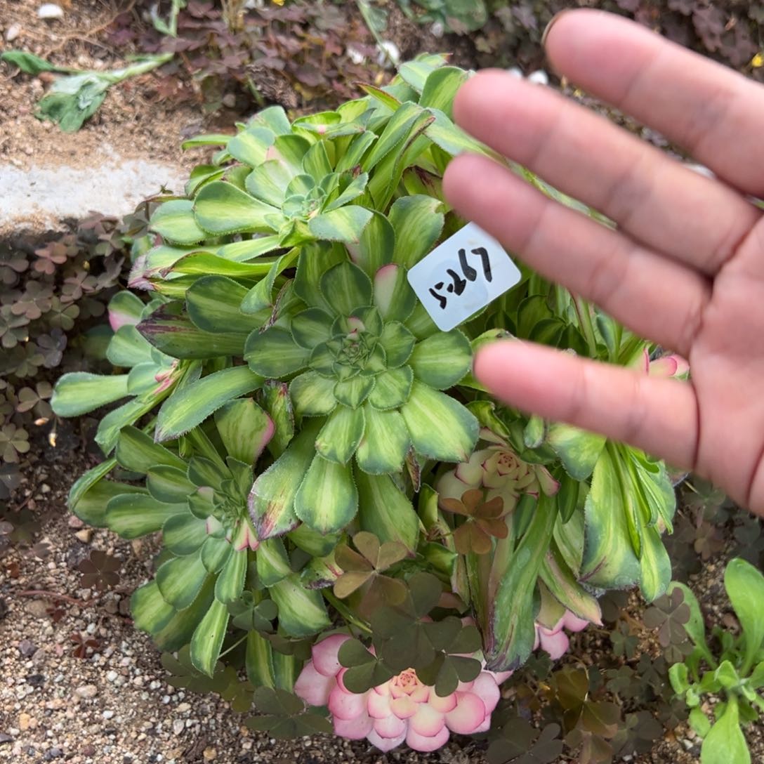 267知否多肉植物一