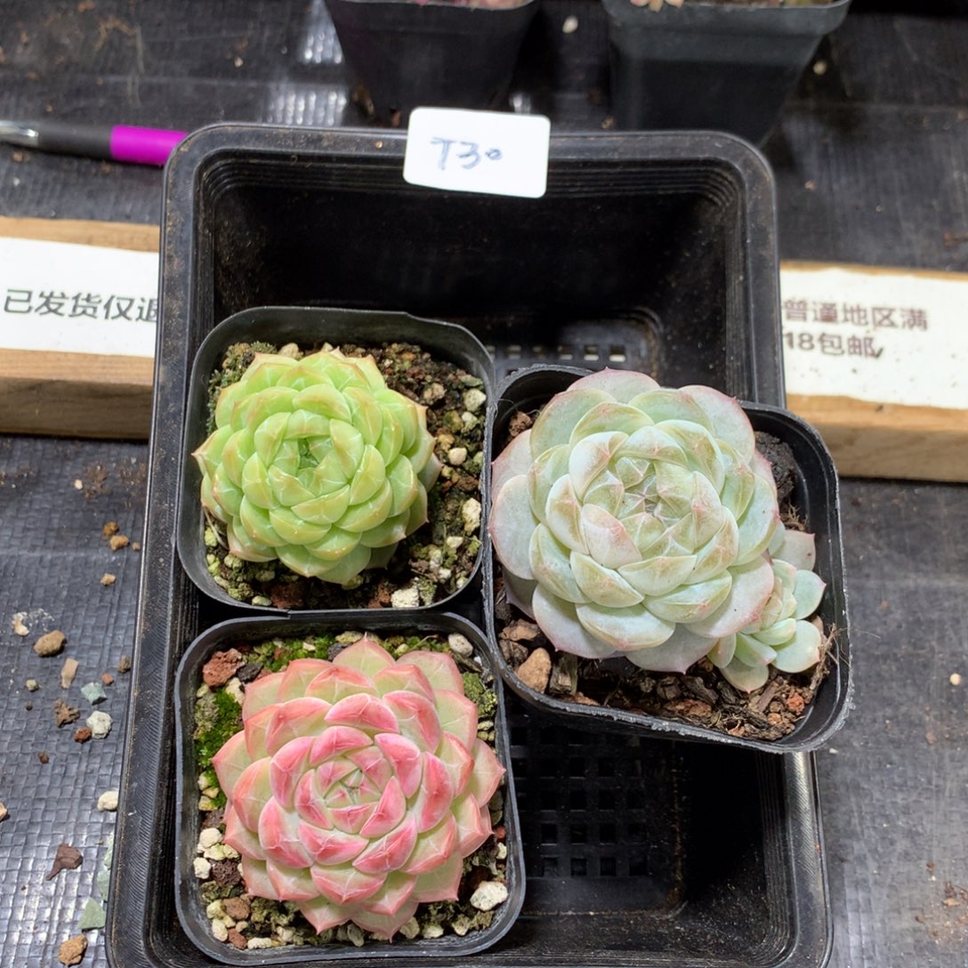 依****懒羊羊精品一物一拍