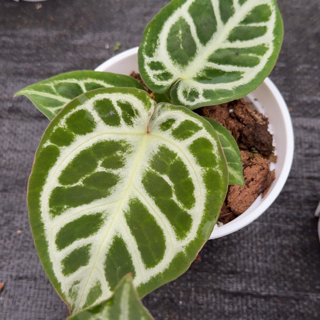 完全开放雪澐花烛