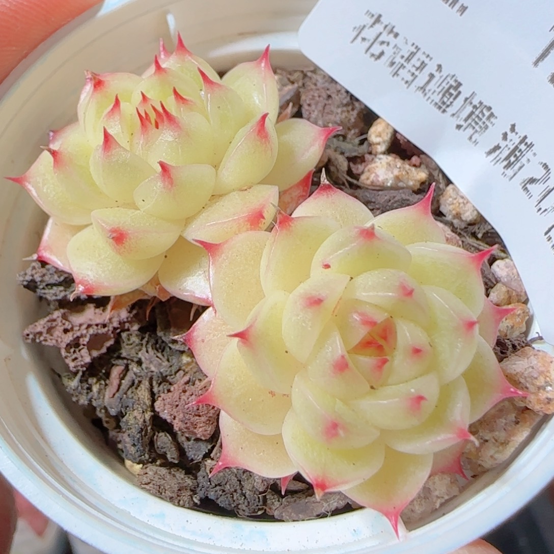 花语多肉1231-22海王散