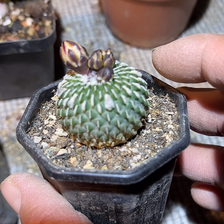 满38包邮2天凑单，脱土晾根发货多肉植物精巧殿刺缀