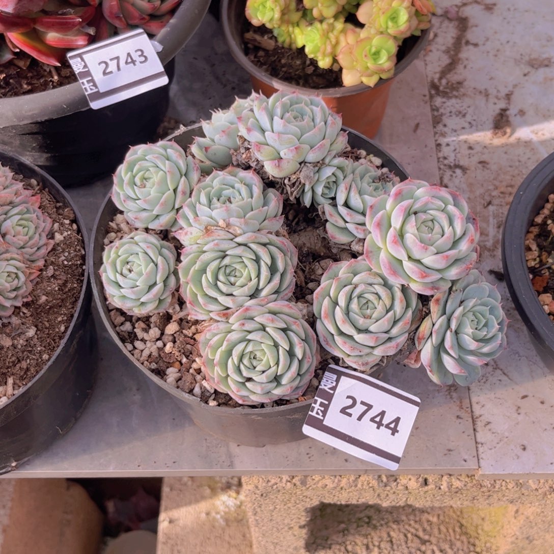 杂多肉植物哦2745