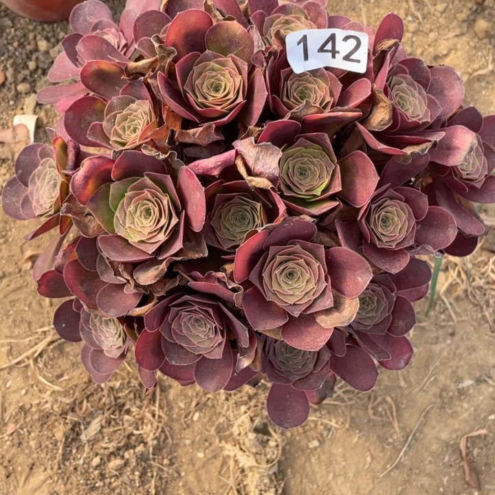 无花朵142多肉植物魅金玫瑰
