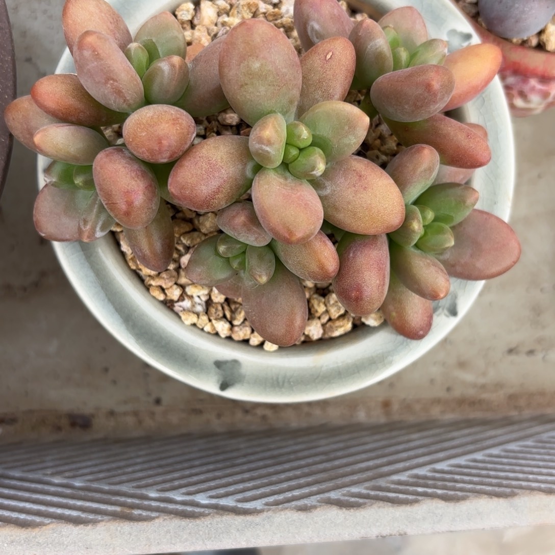 蓝***凤蓝姐美人个体一物一拍