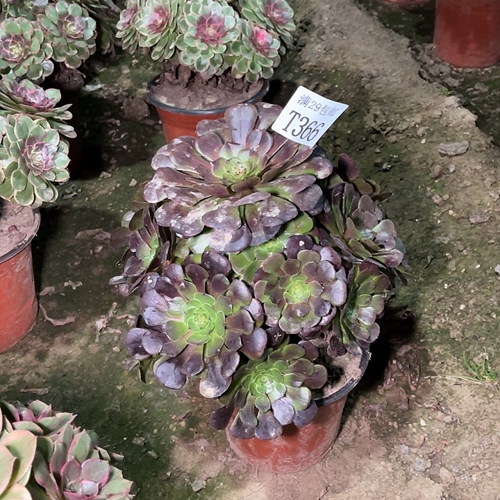 366黑暗萝莉多肉植物     