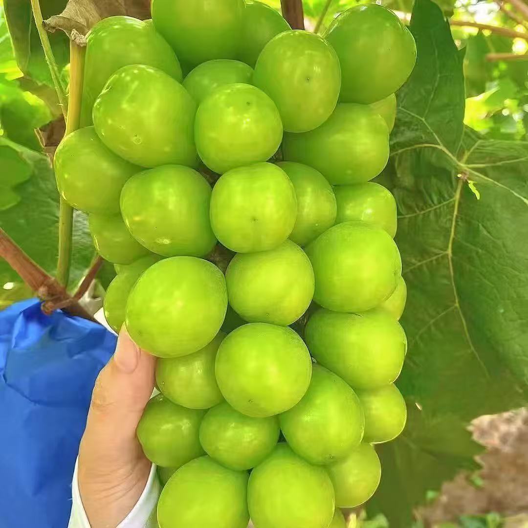 【30分钟送达】阳光玫瑰1000±50g新疆维吾尔自治区