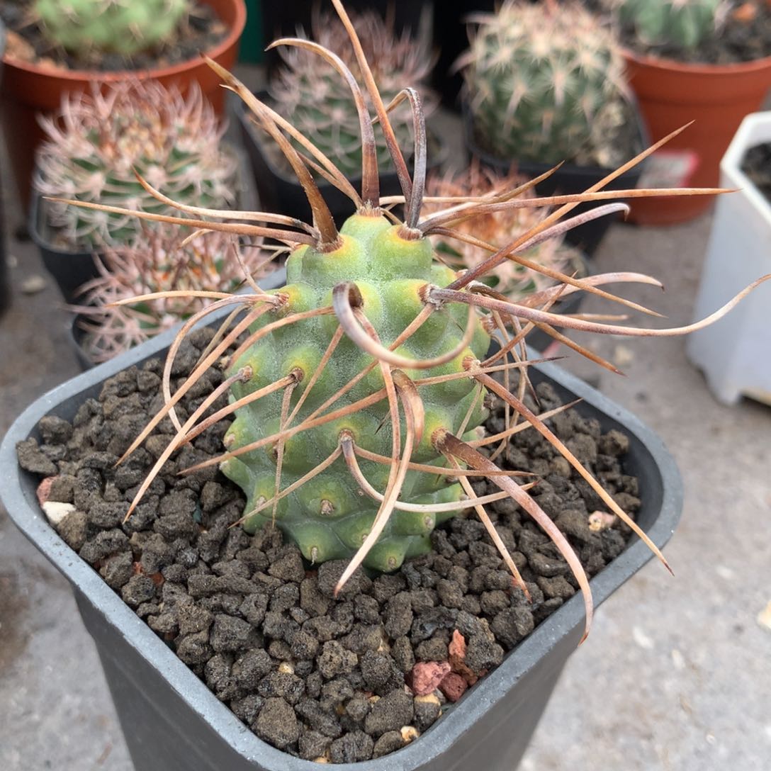 开播福利仙人球枪舞者