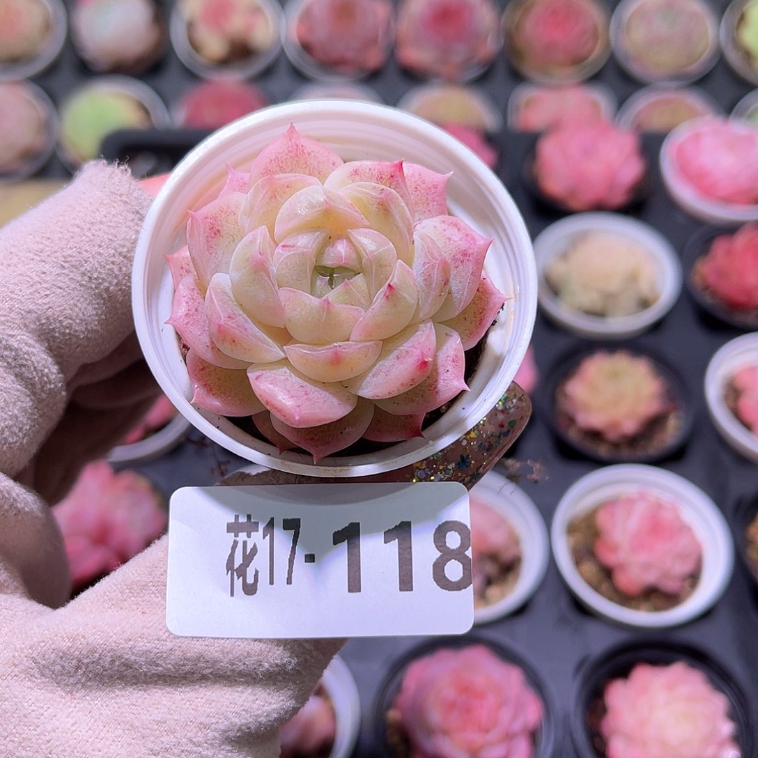 花利美17-118麦秆单头