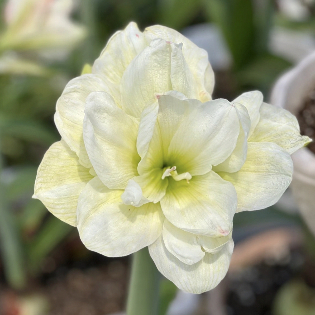 【白黛丝】重瓣朱顶红种球大花浓香好养活四季开花室内外盆栽植物