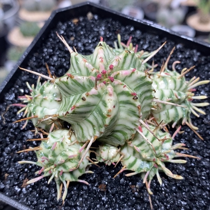 实生斑马锦群生259号6.8cm