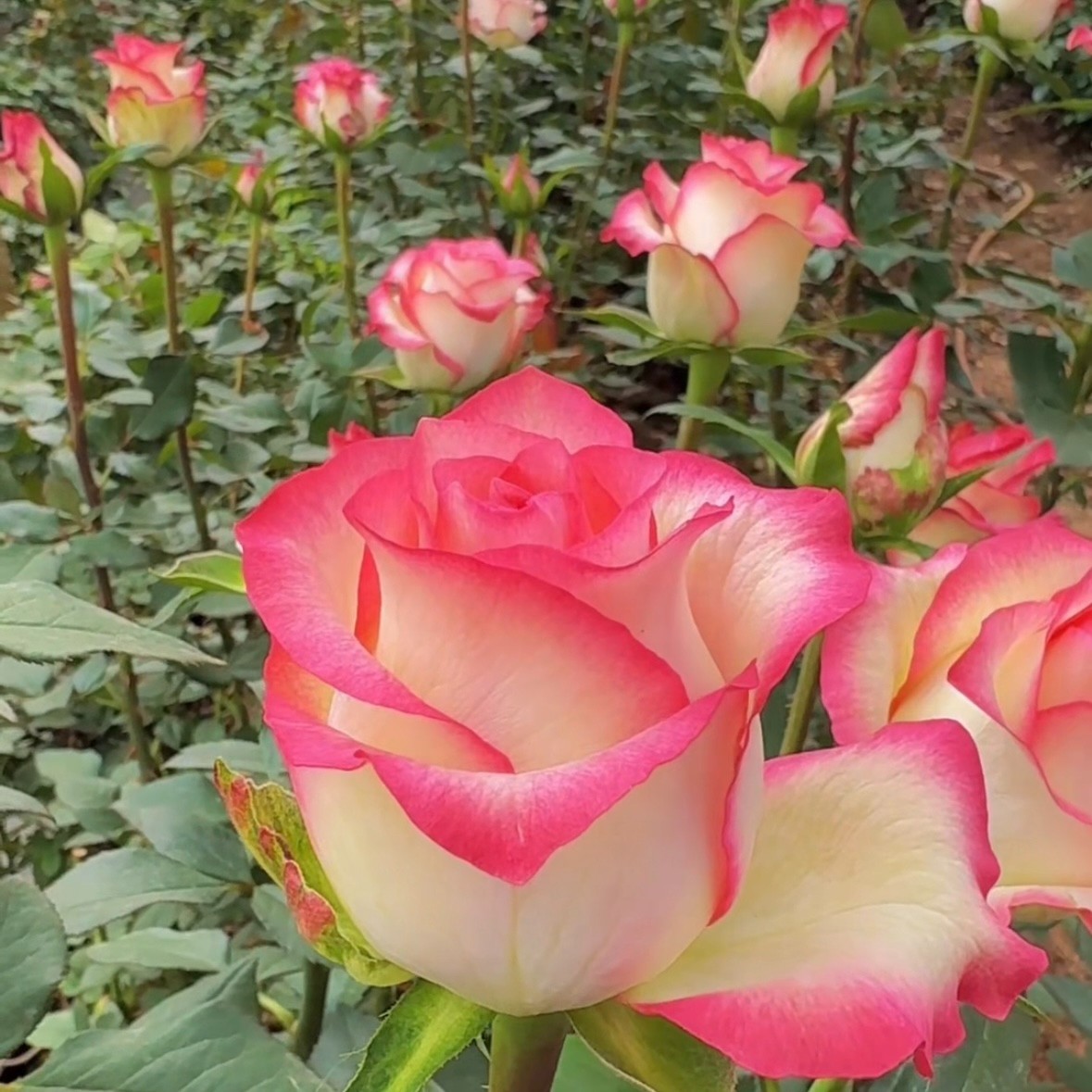 买三送一玫瑰花苗大花浓香阳台盆栽绿植蔷薇耐寒南北方种植
