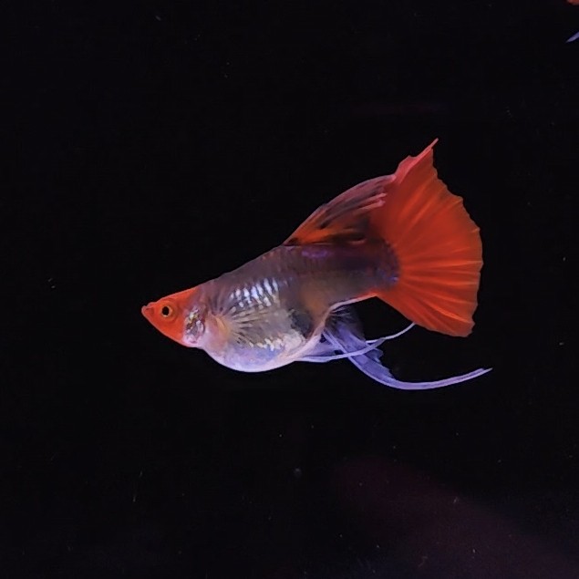 【福利】深海蓝贵族短体大C三对孔雀鱼小型热带观赏鱼淡水胎生鱼
