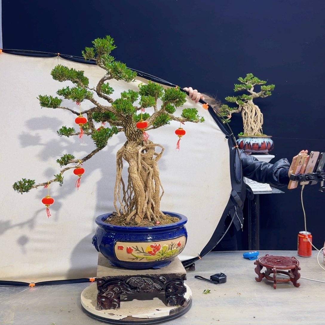 高端黄杨盆景艺术