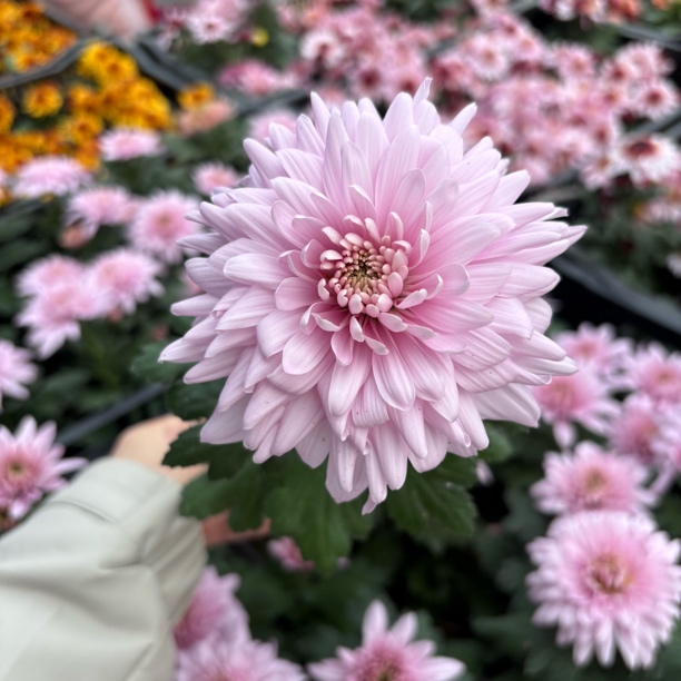 精品粉色国菊生花苞到手一盆