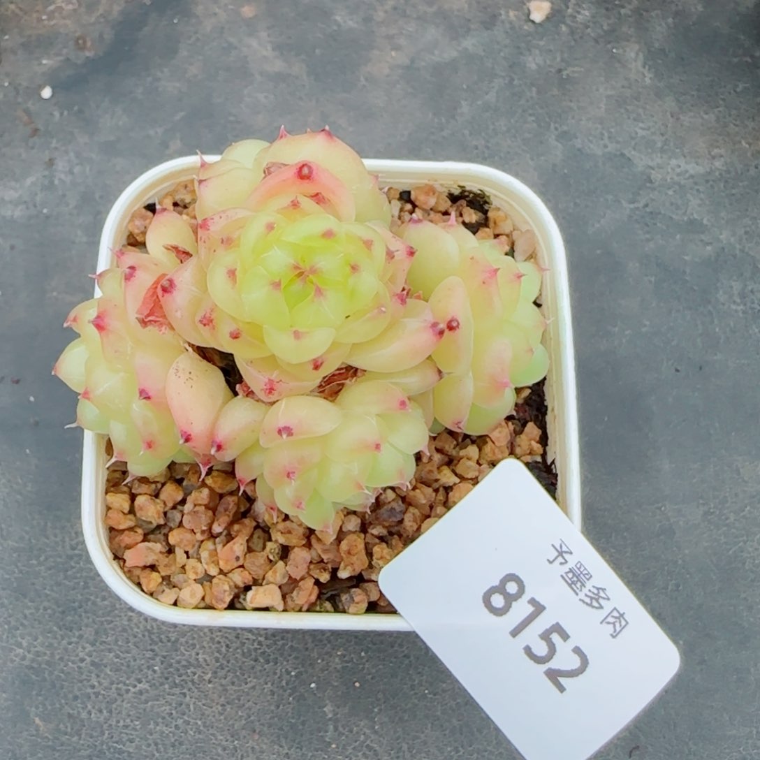 望春风，8152多肉植物