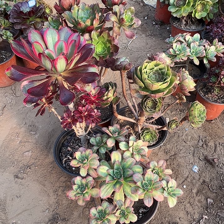 955多肉植物瑕疵特价，