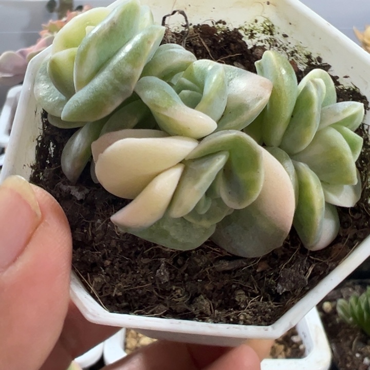 可爱玫瑰锦多肉植物712