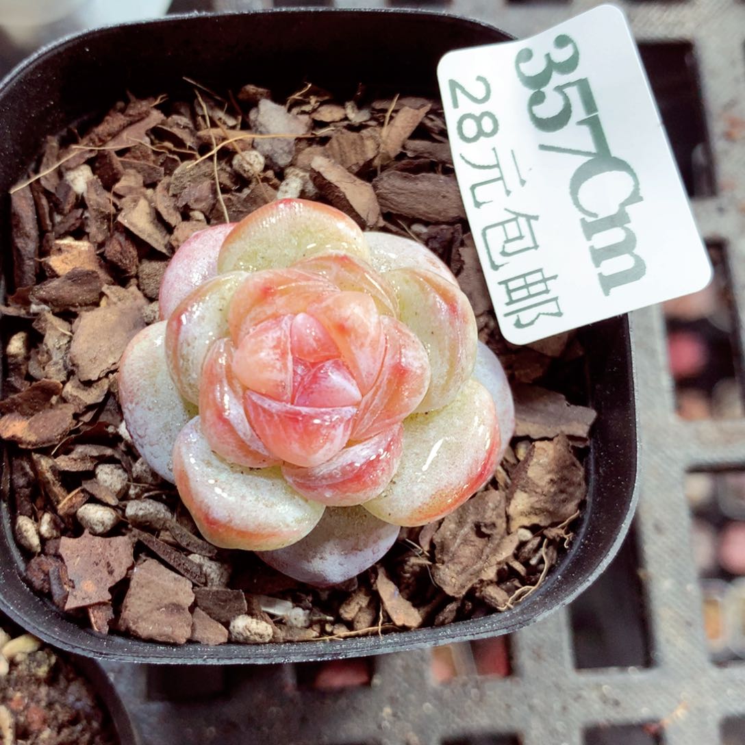 5厘米盆精控多肉357