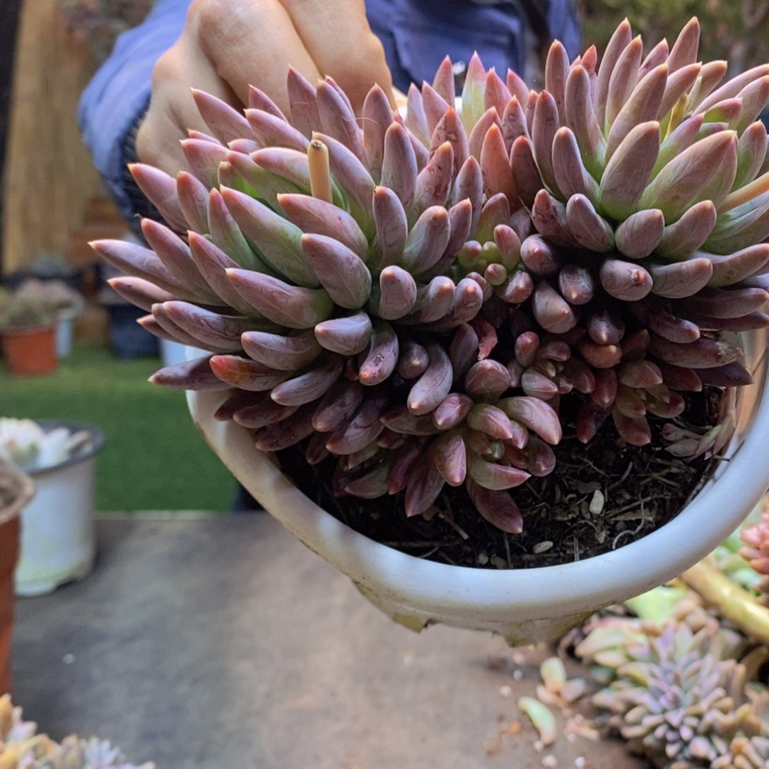 p****3A88炫彩星多肉植物