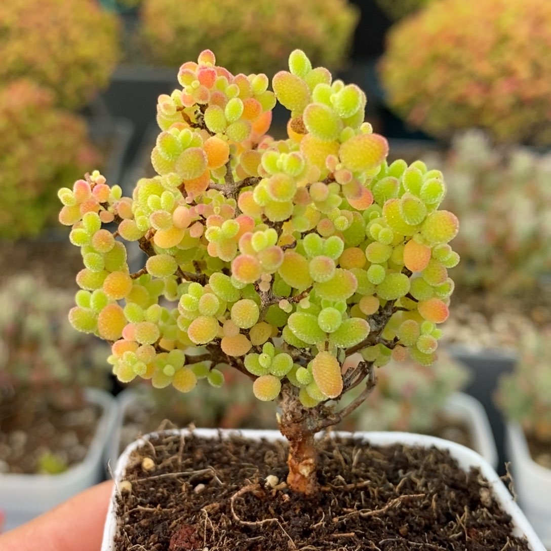 1871蜜橘糖球 。       