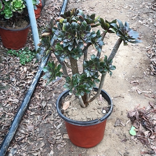 灰法师多肉植物00015