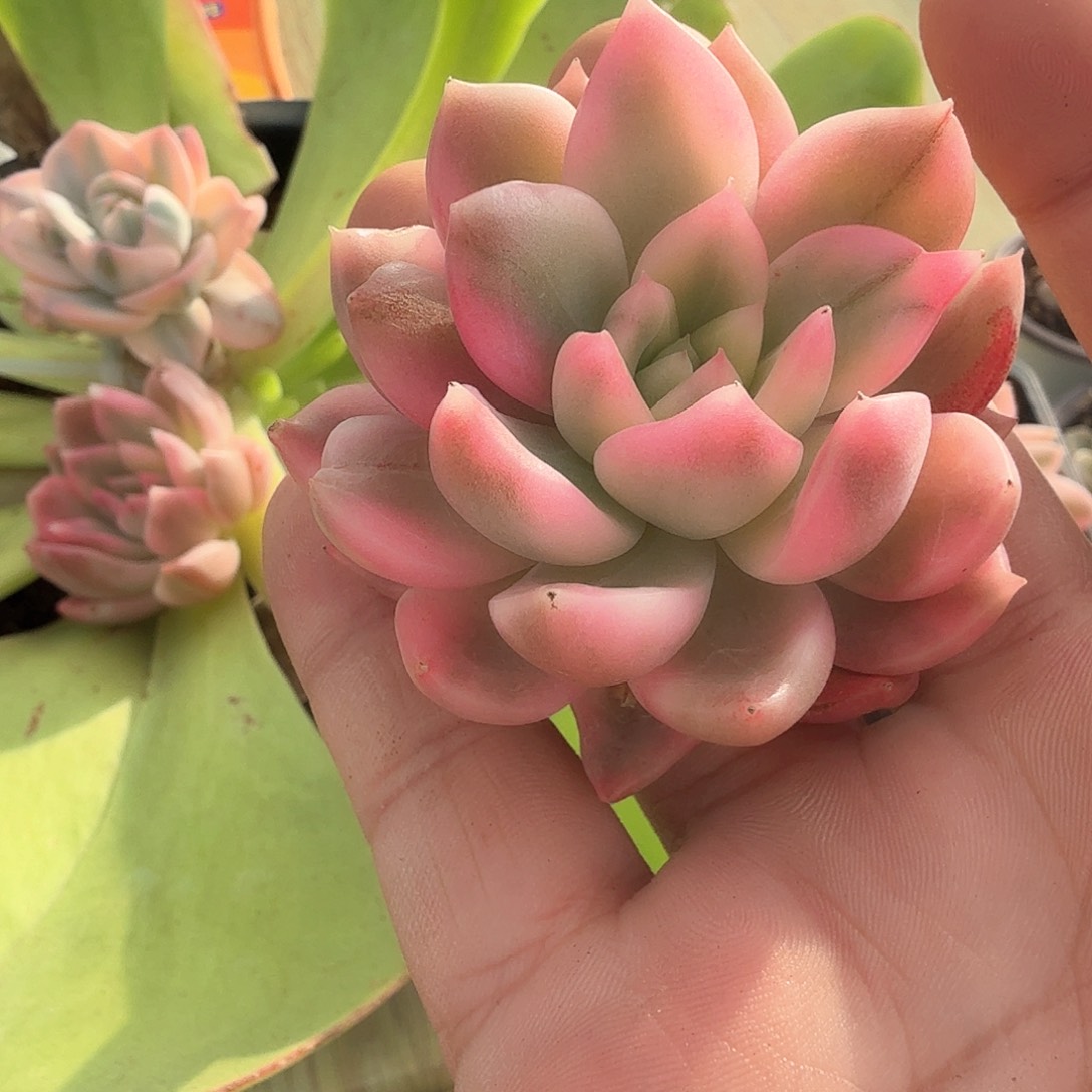 彩锦多肉锦多肉多肉