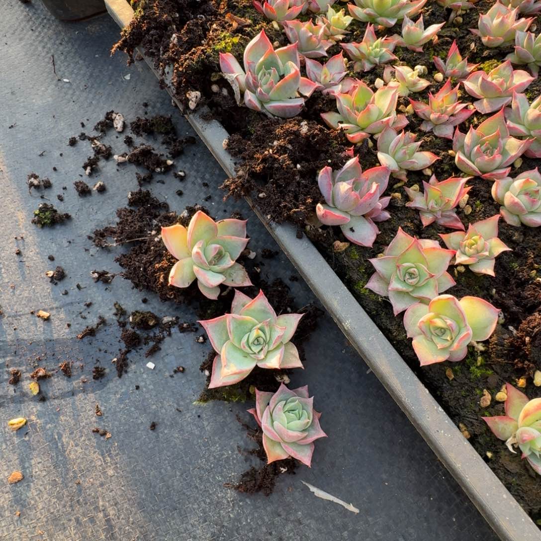 8-37紫霞一颗量拍发货左一