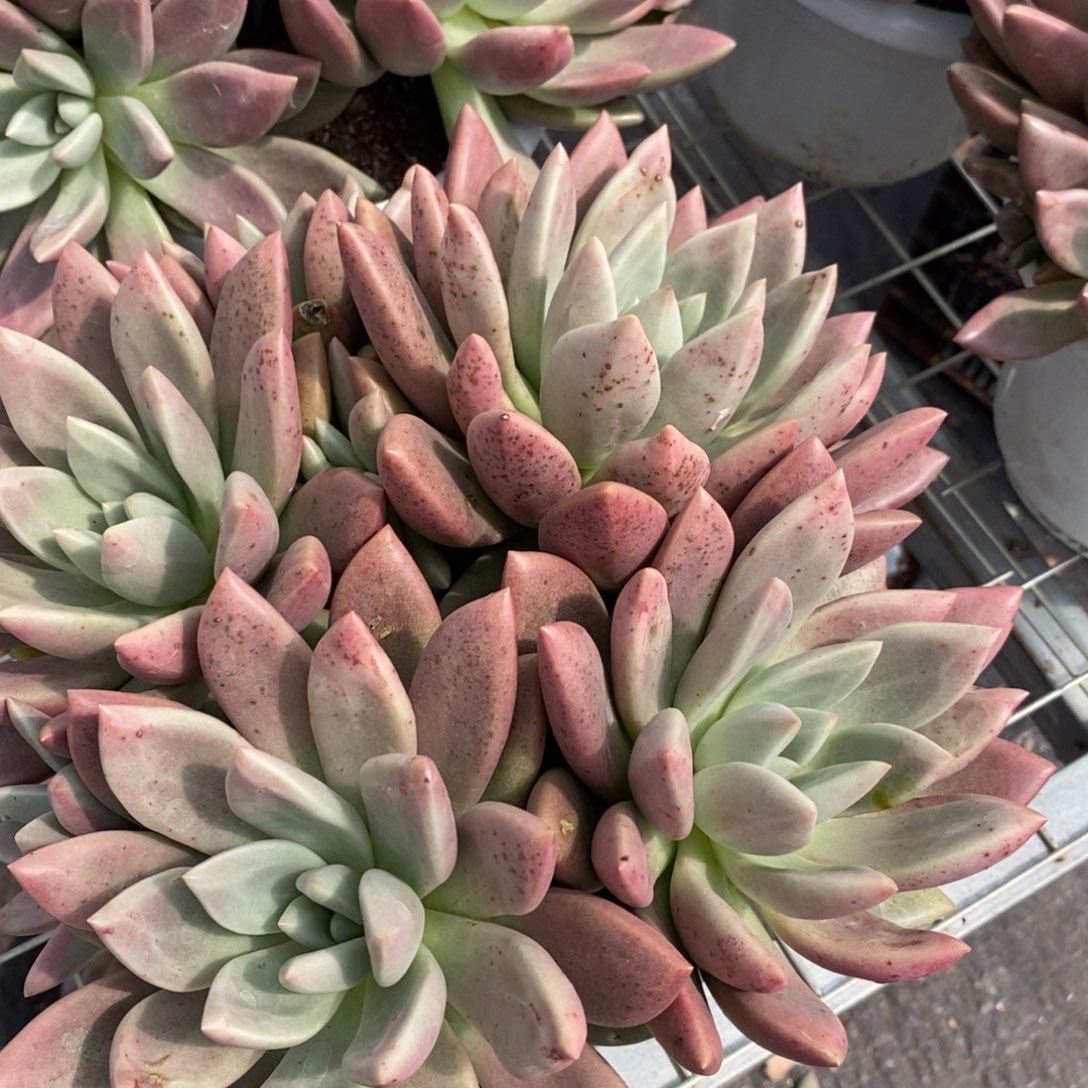 桃花源 四大头起发 