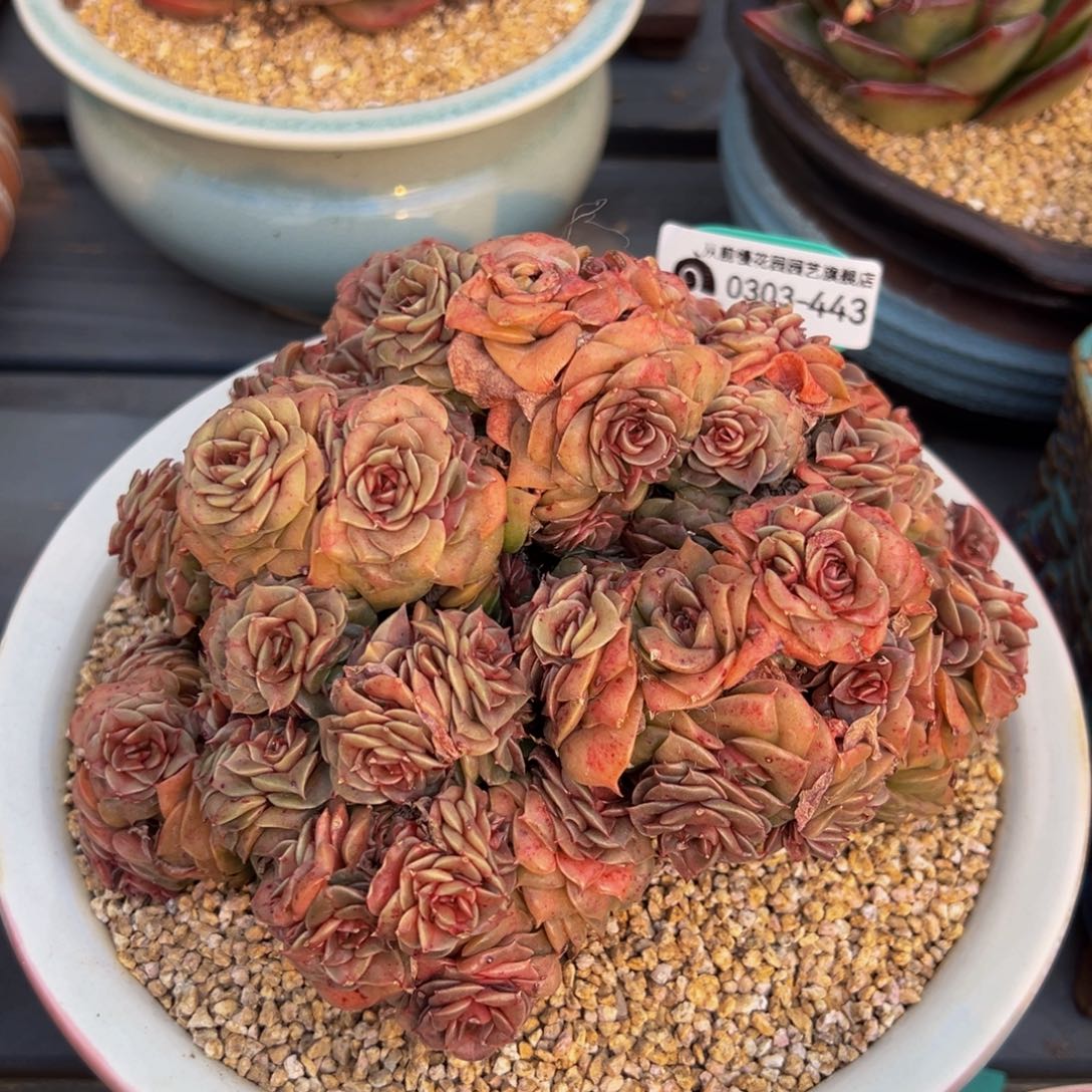 从前慢多肉精选编号0303.443