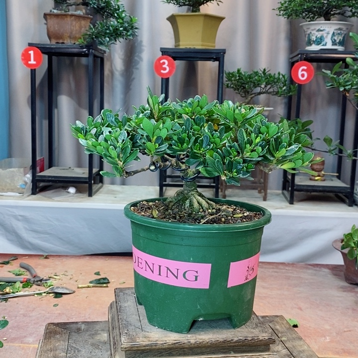 无花朵栀子花开了