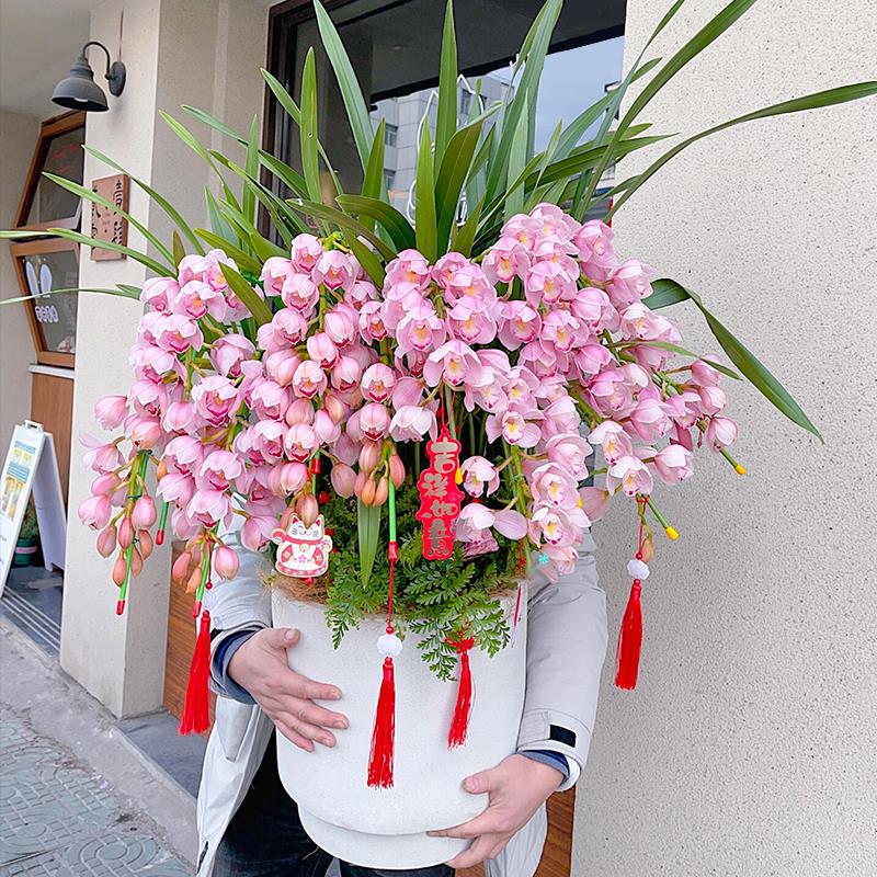 新年宵花大花蕙兰蝴蝶兰盆栽带真鲜花速递同城乔迁配送上海广州店