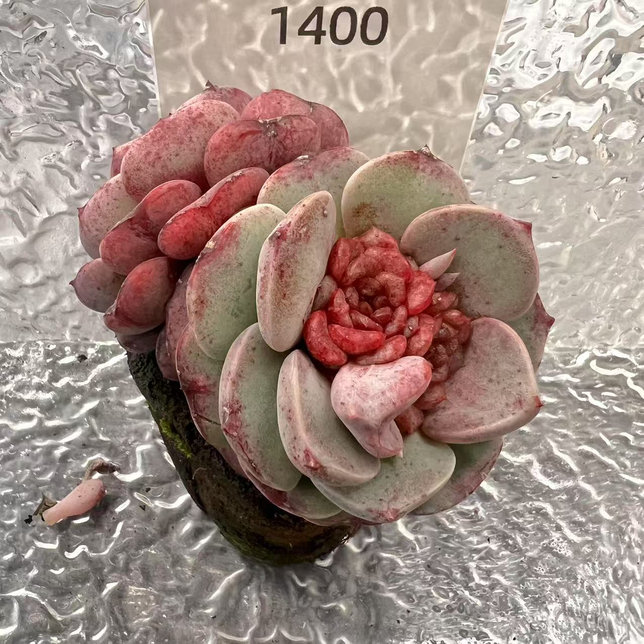 【直播专享】无土多肉--大桩55（1颗/不含盆）