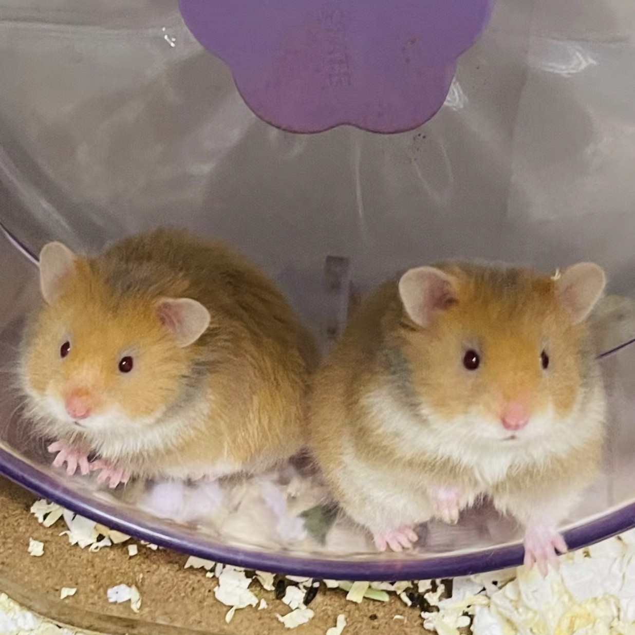 家养精品宠物仓鼠三线紫仓长毛金丝熊温顺可爱易上手