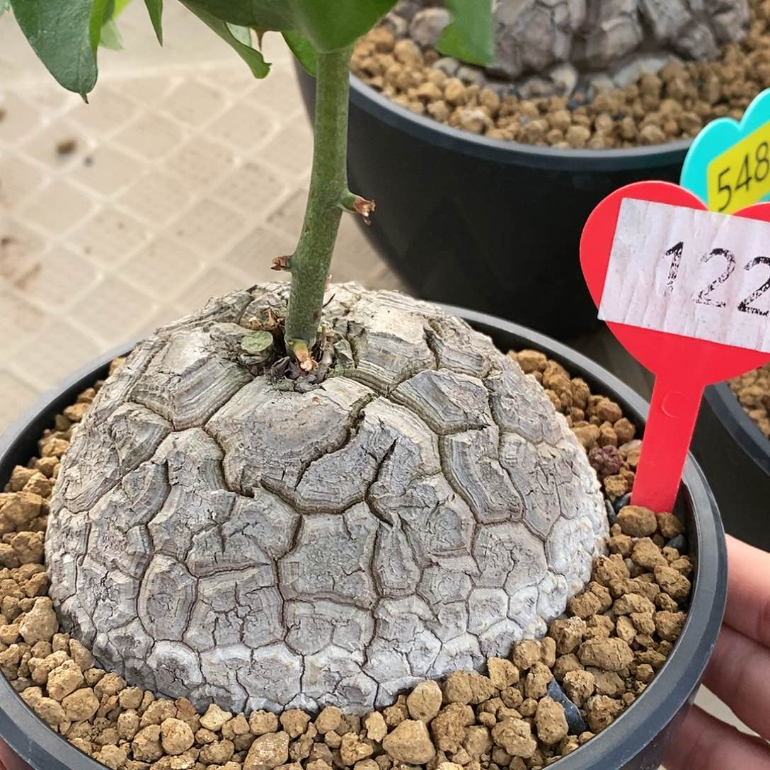 南非龟甲龙龟甲龙